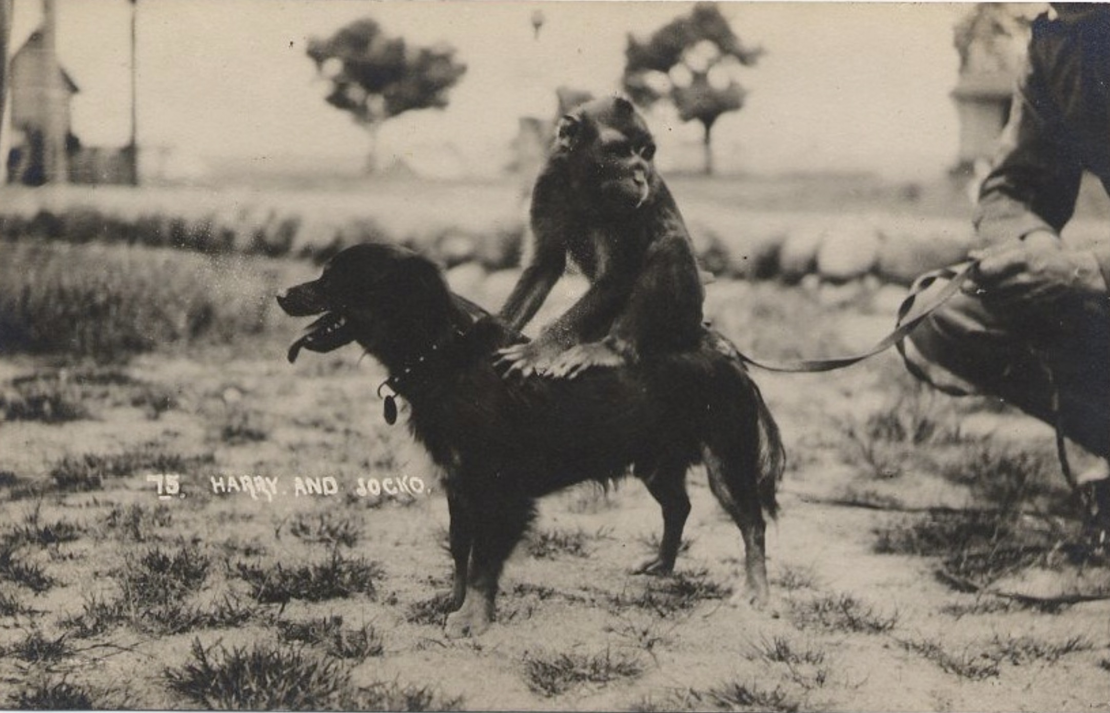 flat-coated retriever - 15 Harry And Socko